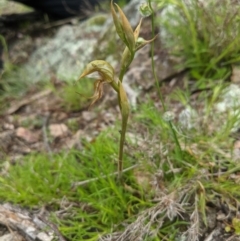 Oligochaetochilus hamatus (Southern Hooked Rustyhood) at Williamsdale, NSW - 20 Oct 2021 by mainsprite