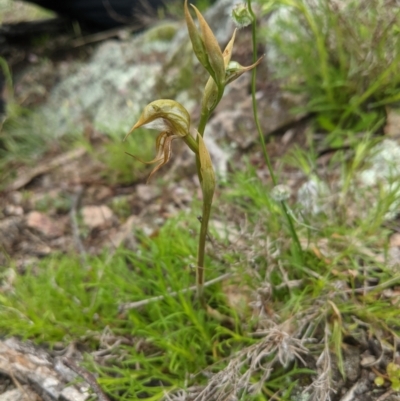 Oligochaetochilus hamatus (Southern Hooked Rustyhood) at Williamsdale, NSW - 20 Oct 2021 by mainsprite