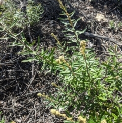 Astrotricha ledifolia (Common Star-hair) at Michelago, NSW - 21 Oct 2021 by mainsprite