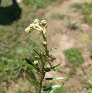 Astrotricha ledifolia at Michelago, NSW - 22 Oct 2021