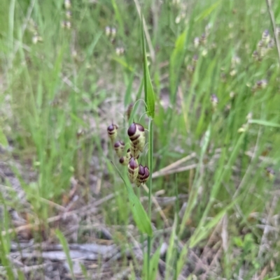 Briza maxima (Quaking Grass, Blowfly Grass) at Coree, ACT - 21 Oct 2021 by hughagan