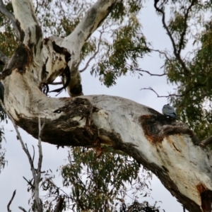 Callocephalon fimbriatum at Deakin, ACT - suppressed