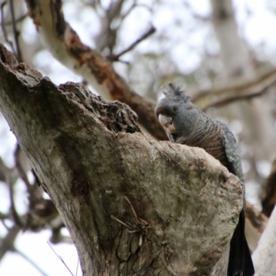 Callocephalon fimbriatum (Gang-gang Cockatoo) at Red Hill Nature Reserve - 21 Oct 2021 by LisaH