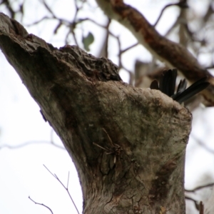 Callocephalon fimbriatum at Deakin, ACT - 21 Oct 2021