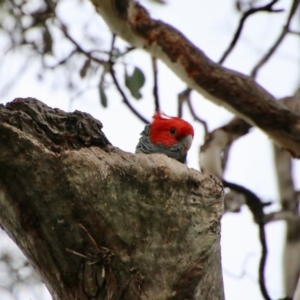 Callocephalon fimbriatum at Deakin, ACT - suppressed