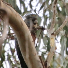 Callocephalon fimbriatum at Deakin, ACT - suppressed