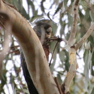 Callocephalon fimbriatum at Deakin, ACT - suppressed