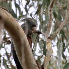 Callocephalon fimbriatum at Deakin, ACT - 21 Oct 2021