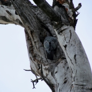 Callocephalon fimbriatum at Red Hill, ACT - 21 Oct 2021