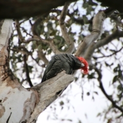 Callocephalon fimbriatum at Red Hill, ACT - 21 Oct 2021