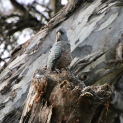 Callocephalon fimbriatum (Gang-gang Cockatoo) at Red Hill to Yarralumla Creek - 21 Oct 2021 by LisaH