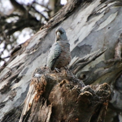 Callocephalon fimbriatum (Gang-gang Cockatoo) at Red Hill, ACT - 21 Oct 2021 by LisaH