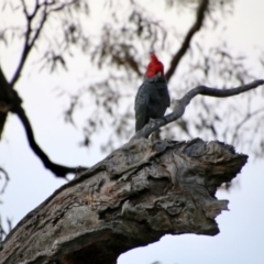 Callocephalon fimbriatum at Red Hill, ACT - 21 Oct 2021