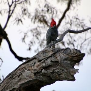 Callocephalon fimbriatum at Red Hill, ACT - 21 Oct 2021