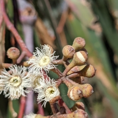 Eucalyptus sieberi (Silvertop Ash) at Currawang, NSW - 23 Oct 2021 by camcols