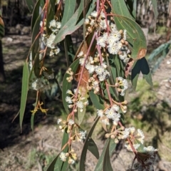 Eucalyptus sieberi at Currawang, NSW - 24 Oct 2021