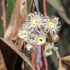 Eucalyptus sieberi at Currawang, NSW - 24 Oct 2021