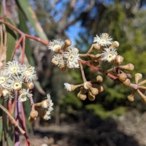 Eucalyptus sieberi at Currawang, NSW - 24 Oct 2021