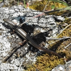 Ctenotus taeniolatus (Copper-tailed Skink) at Paddys River, ACT - 24 Oct 2021 by JohnBundock