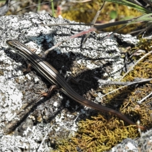 Ctenotus taeniolatus at Paddys River, ACT - 24 Oct 2021