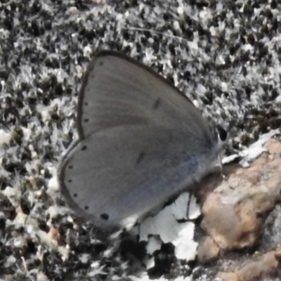 Candalides heathi (Rayed Blue) at Bullen Range - 24 Oct 2021 by JohnBundock