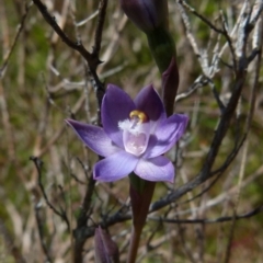 Thelymitra sp. (pauciflora complex) (Sun Orchid) at Boro - 24 Oct 2021 by Paul4K