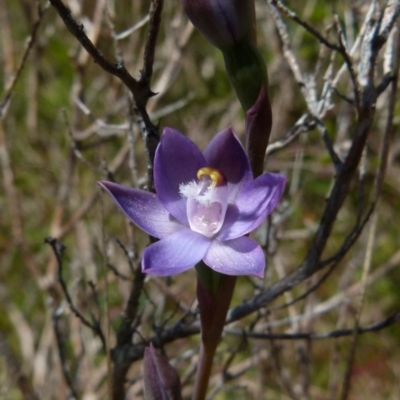 Thelymitra sp. (pauciflora complex) (Sun Orchid) at Boro, NSW - 24 Oct 2021 by Paul4K