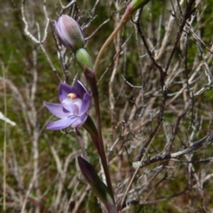 Thelymitra sp. (pauciflora complex) at Boro, NSW - 24 Oct 2021