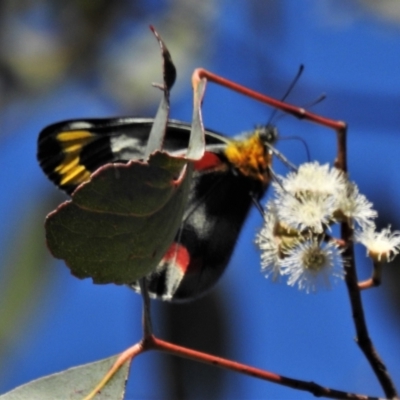 Delias harpalyce (Imperial Jezebel) at Paddys River, ACT - 24 Oct 2021 by JohnBundock