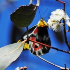 Delias harpalyce at Paddys River, ACT - 24 Oct 2021 10:50 AM