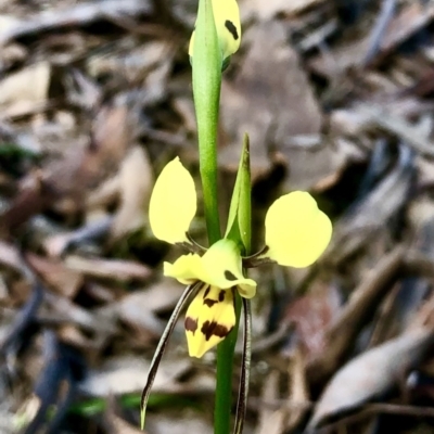 Diuris sulphurea (Tiger Orchid) at Bruce, ACT - 23 Oct 2021 by goyenjudy