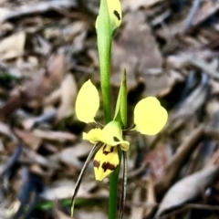 Diuris sulphurea (Tiger orchid) at Gossan Hill - 23 Oct 2021 by goyenjudy