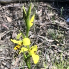 Diuris sulphurea at Bruce, ACT - suppressed