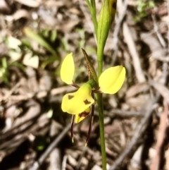 Diuris sulphurea at Bruce, ACT - 24 Oct 2021