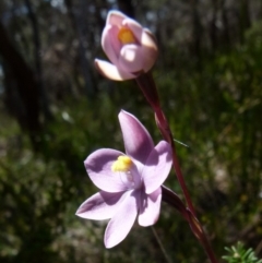 Thelymitra x irregularis (Crested Sun Orchid) at Boro, NSW - 24 Oct 2021 by Paul4K