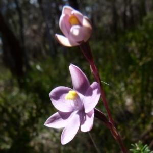 Thelymitra x irregularis at suppressed - suppressed