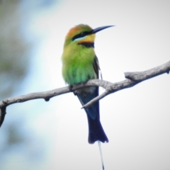 Merops ornatus (Rainbow Bee-eater) at Greenway, ACT - 24 Oct 2021 by JohnBundock