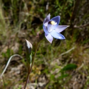 Thelymitra sp. at Boro, NSW - suppressed