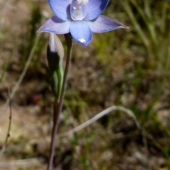 Thelymitra sp. at Boro, NSW - 24 Oct 2021