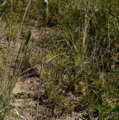 Thelymitra sp. at Boro, NSW - suppressed