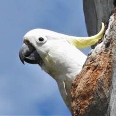 Cacatua galerita (Sulphur-crested Cockatoo) at Bullen Range - 24 Oct 2021 by JohnBundock