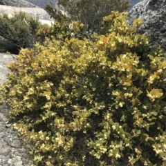 Acacia alpina (Alpine Wattle) at Mount Clear, ACT - 24 Oct 2021 by Tapirlord