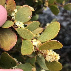 Acacia alpina at Mount Clear, ACT - suppressed