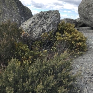 Acacia alpina at Mount Clear, ACT - suppressed