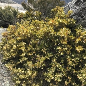 Acacia alpina at Mount Clear, ACT - 24 Oct 2021