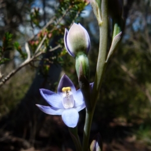 Thelymitra peniculata at Boro, NSW - suppressed