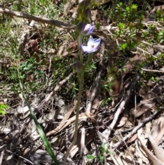 Thelymitra peniculata at Boro, NSW - suppressed