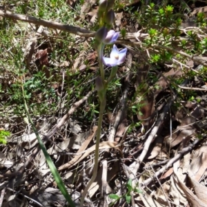 Thelymitra peniculata at Boro, NSW - suppressed