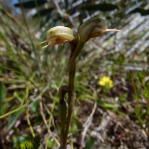 Oligochaetochilus aciculiformis at Boro, NSW - 24 Oct 2021