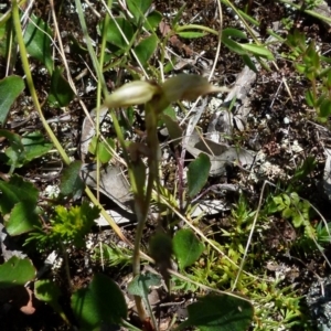 Oligochaetochilus aciculiformis at Boro, NSW - 24 Oct 2021